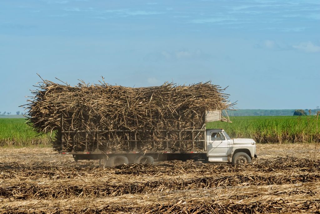cana-dê-açúcar, açúcar, cana cana-dê-açúcar, açúcar, cana