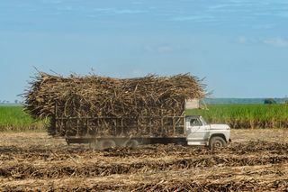 Conab divulga safra 2025/26 de cana: menos cana; recorde de açúcar e etanol em alta
