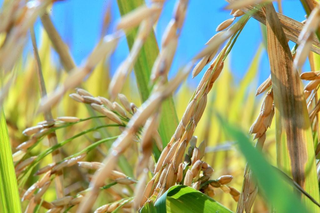 CONAB, arroz, Brasil