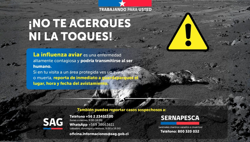 CONAF y el SAG reforzaron el llamado a no acercarse ni manipular aves enfermas o muertas en áreas protegidas, debido al avance de la influenza aviar en distintas regiones de Chile.