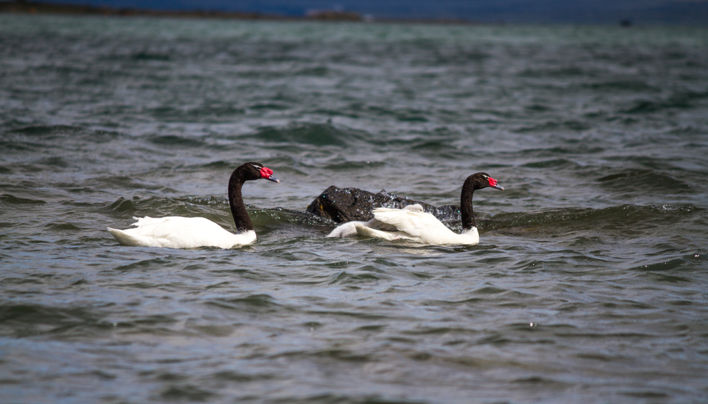 Los cisnes de cuello negro figuran entre las especies afectadas por la influenza aviar en Chile, especialmente en humedales y santuarios distribuidos entre Valparaíso y Los Lagos.