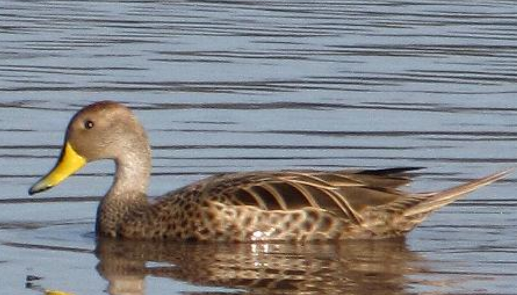 El pato jergón grande es una de las especies que CONAF busca resguardar en humedales y áreas protegidas ante el avance de la influenza aviar en el sur de Chile. Crédito: Juan Tassara.