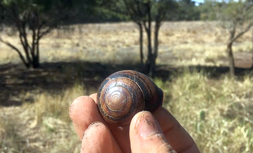 Las conchas de caracol son sorprendentes c&aacute;psulas meteorol&oacute;gicas del tiempo y pueden informar de ciclones prehist&oacute;ricos
