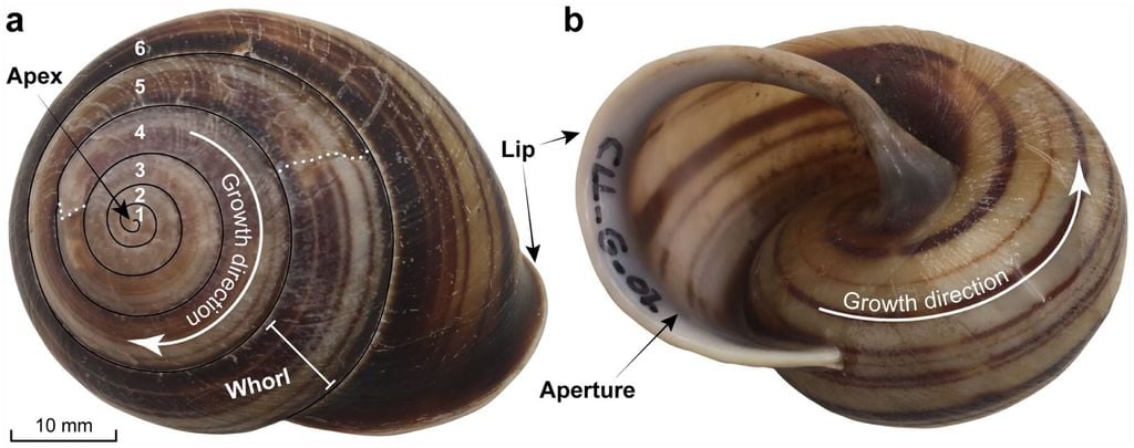 Fotografías de la concha del caracol bandeado de Biggenden (Figuladra bayensis) recolectada para este proyecto para análisis de isótopos estables de δ¹⁸O y δ¹³C, y datación por ¹⁴C desde dos perspectivas diferentes : (a) vista lateral y (b) vista inferior, respectivamente. Las imágenes resaltan las características de la concha (patrones, colores), la ubicación de la terminología, el número de espiras y muestran discontinuidades/fracturas en la concha (líneas blancas punteadas) que se discuten en este manuscrito. Fuente: Nicholas R. Patton et al, The Holocene, https://journals.sagepub.com/doi/10.1177/09596836261477272