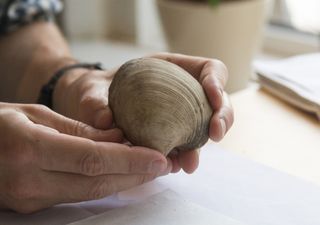 Conchas fosilizadas revelan cómo serán las estaciones en un clima más cálido como el que se prevé para fines de siglo