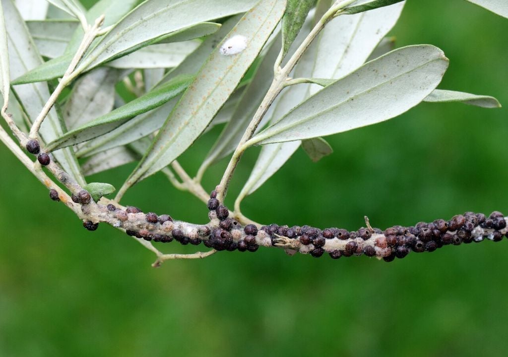 Pequeña pero destructiva, la conchuela roba la savia de tus plantas. Con pocos recursos, puedes mantenerla a raya de forma natural.