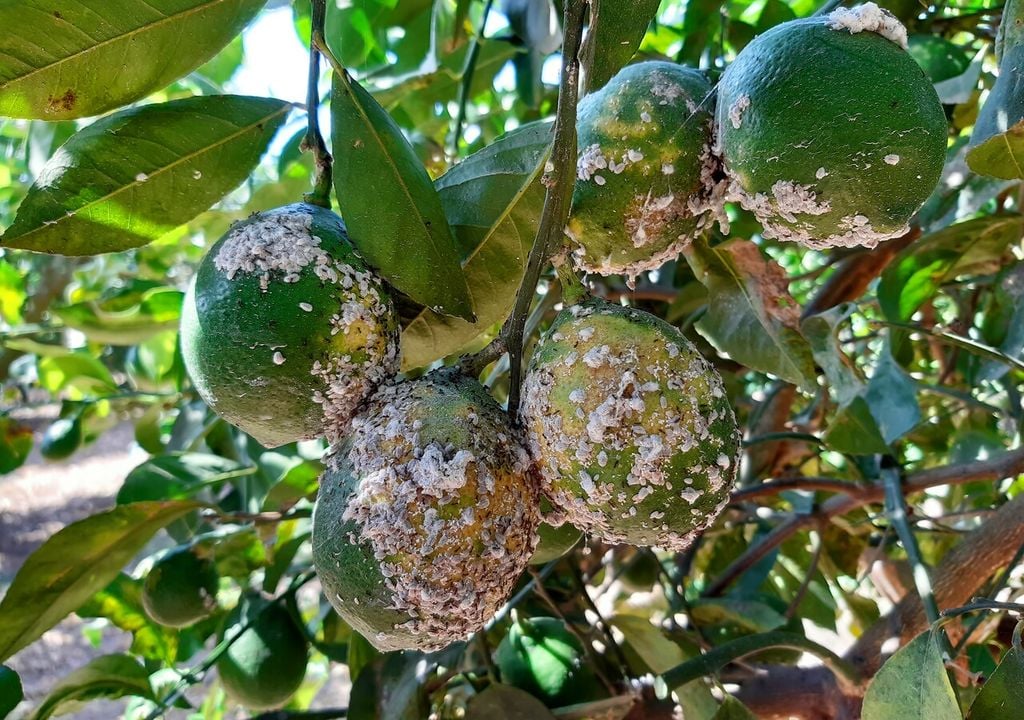 Los escudos cerosos pueden ser marrones o blanquecinos según la especie; debajo se esconde el insecto que succiona la savia.