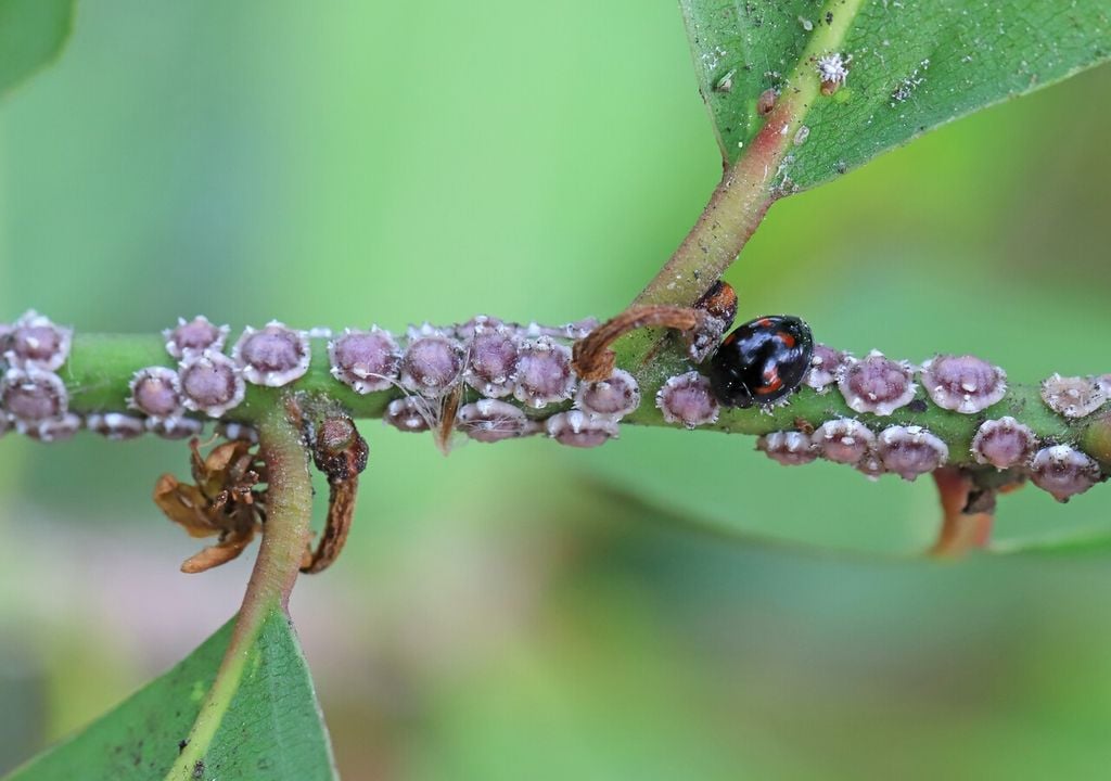 Especies como caléndula o lavanda atraen insectos benéficos que ayudan al control natural de plagas.