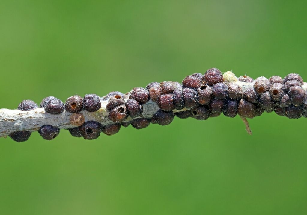 Este insecto de cuerpo blando se protege con un escudo ceroso que dificulta los tratamientos de contacto.