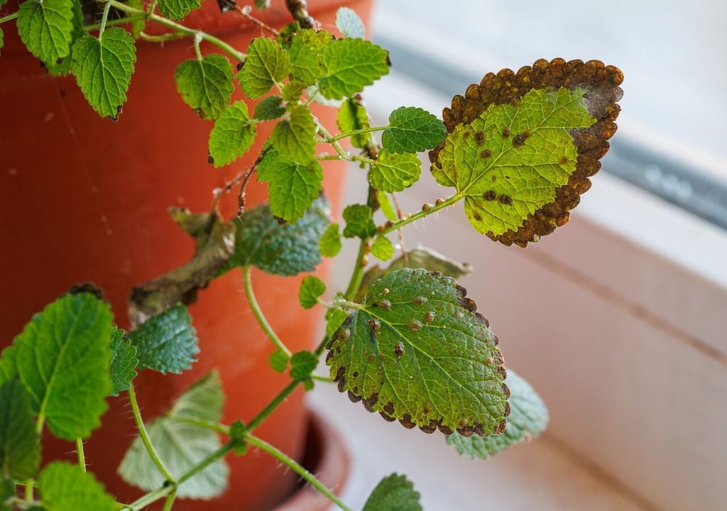 Las manchas y zonas opacas en las hojas suelen ser signo de conchuela en avance; el daño se agrava por la melaza y la aparición de fumagina.