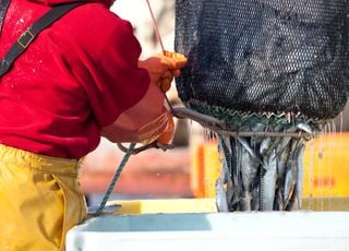 Réchauffement et surpêche : le maquereau se fait de plus en plus rare dans les eaux françaises, quelles conséquences ?