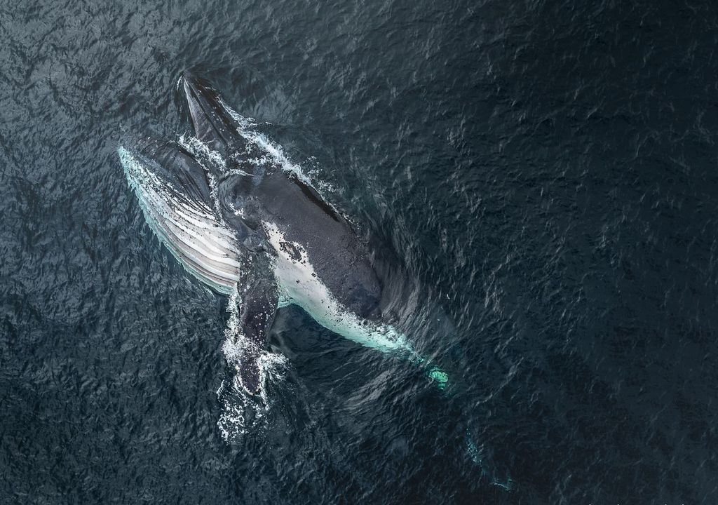 Ballena jorobada Ballena jorobada