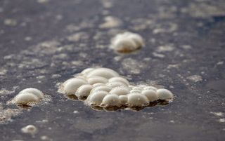 Condena multimillonaria a España de la UE