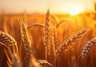 Las condiciones climáticas favorecerían la siembra de trigo, pero aún hay dudas entre los productores