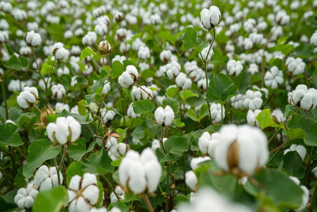 algodão, agroclimatologia; culturas de inverno