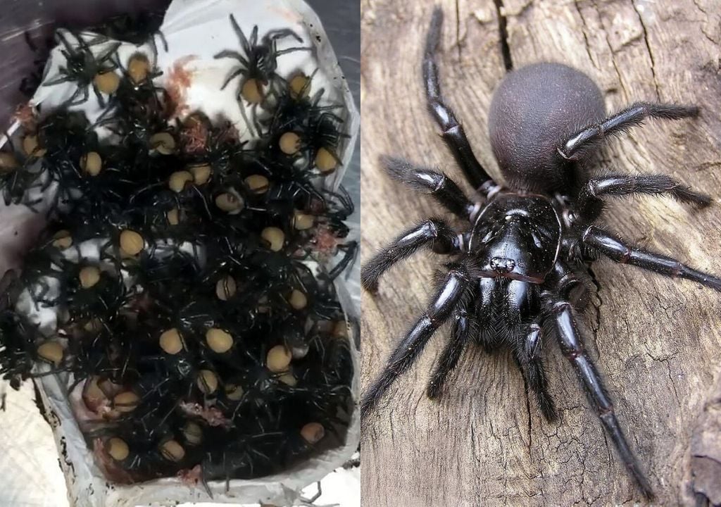 Tödliche Spinnen in Australien