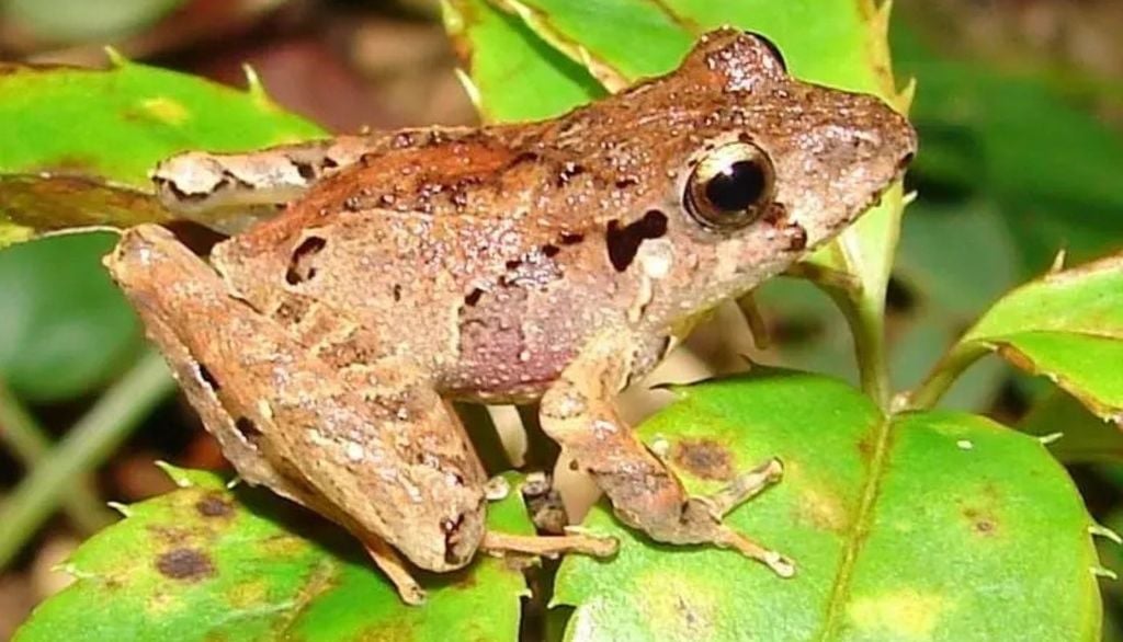 Duas espécies migratórias, Ischnocnema henselii (na foto) e Rhinella ornata, apresentaram cargas mais altas do fungo justamente onde a desconexão entre hábitats era maior. Crédito: Raquel Rocha