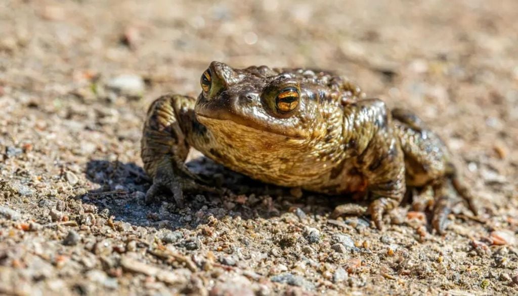 O fenômeno investigado pelo estudo chama-se habitat split, a desconexão espacial entre os ambientes terrestres e aquáticos que muitas espécies de anfíbios precisam. Crédito: Erik Kratz