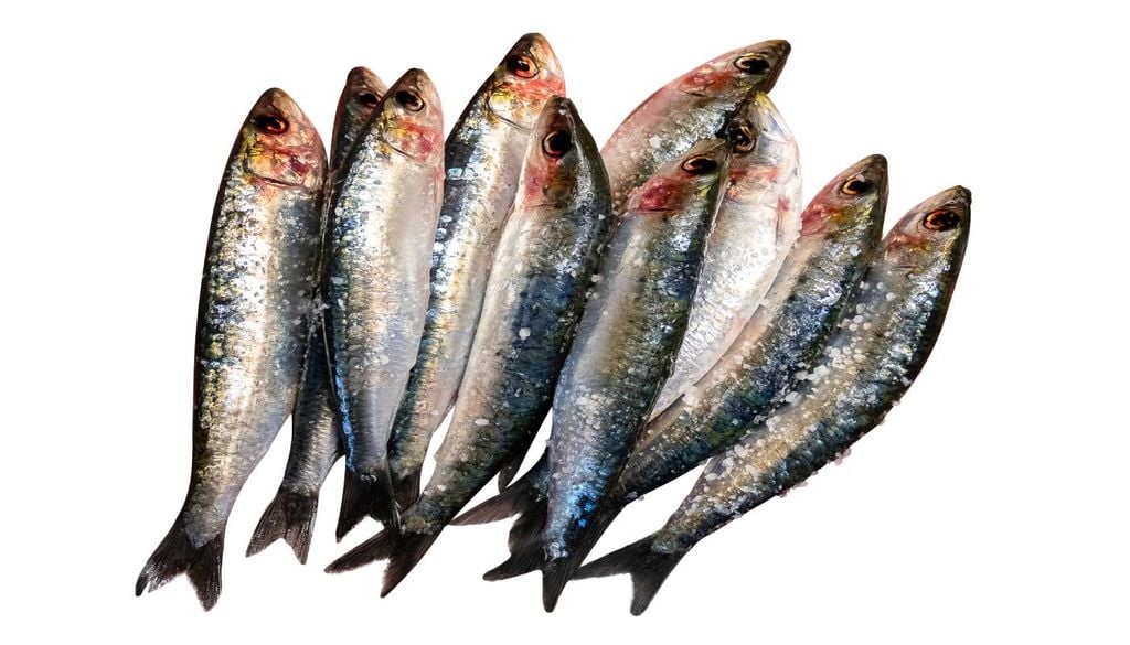 Sardinhas Os fundos da UE anunciados na Conferência visam apoiar o combate à poluição marinha através da redução dos plásticos, dos produtos químicos e do escoamento de nutrientes.