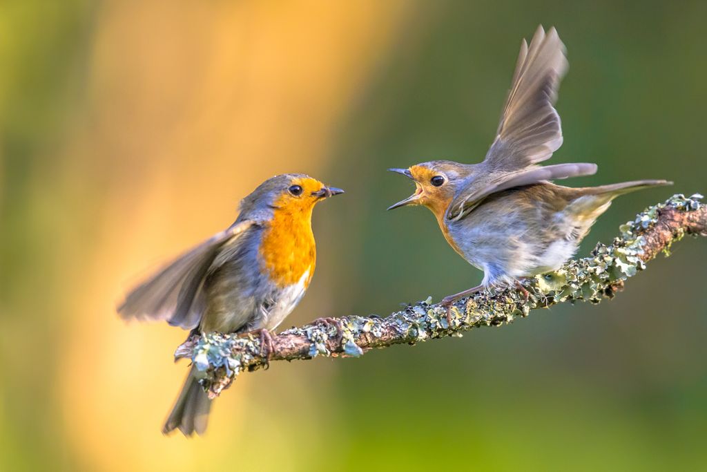 oiseaux oiseaux