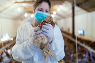 The WHO confirms the first human death in Mexico from avian influenza A H5N2