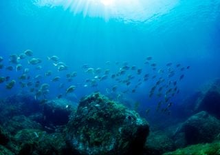 Ola de calor marina de récord en el Mediterráneo, datos y consecuencias