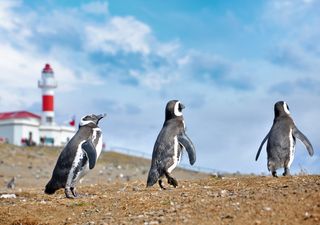 Confirmada contaminação por microplásticos em pinguins de Magalhães