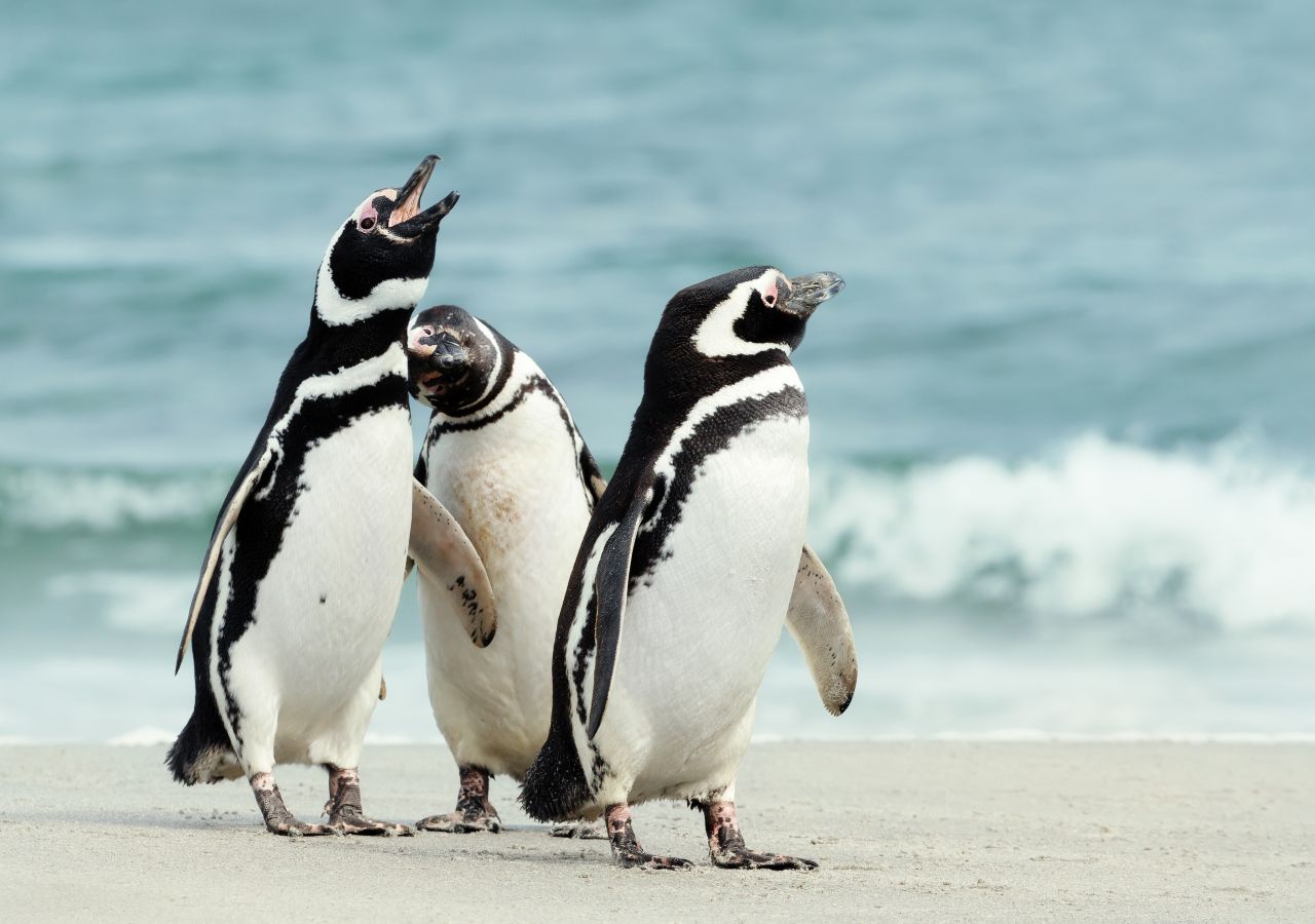 pinguino