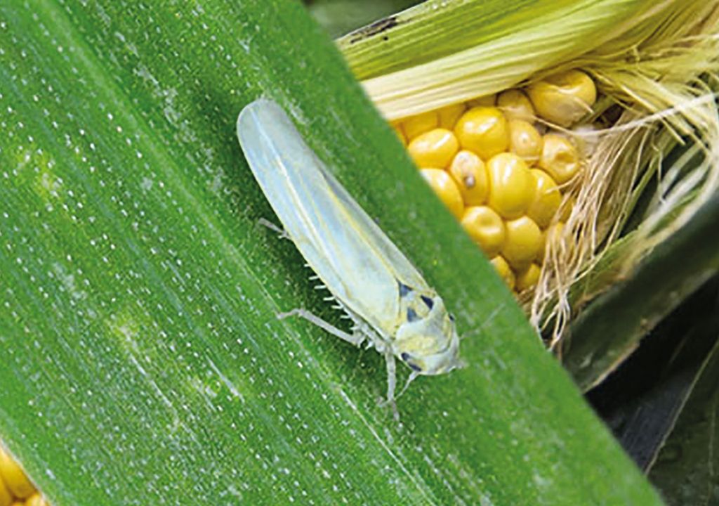 chicharrita chicharrita