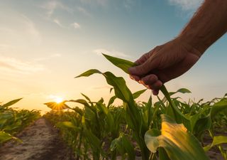 Confirman una disminución en la población de la "chicharrita" del maíz por las condiciones climáticas adversas