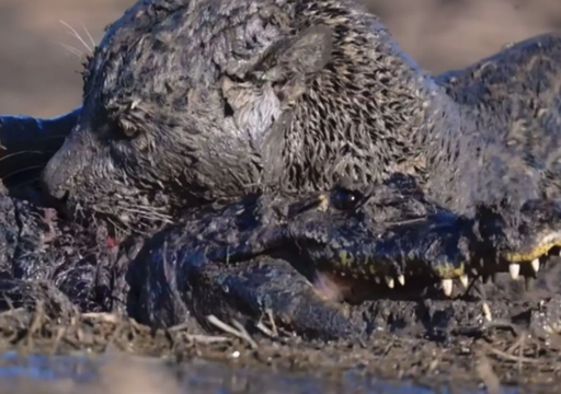 Confronto raro entre onça-pintada e jacaré gigante é registrado por fotógrafo estrangeiro no Pantanal. Confira!