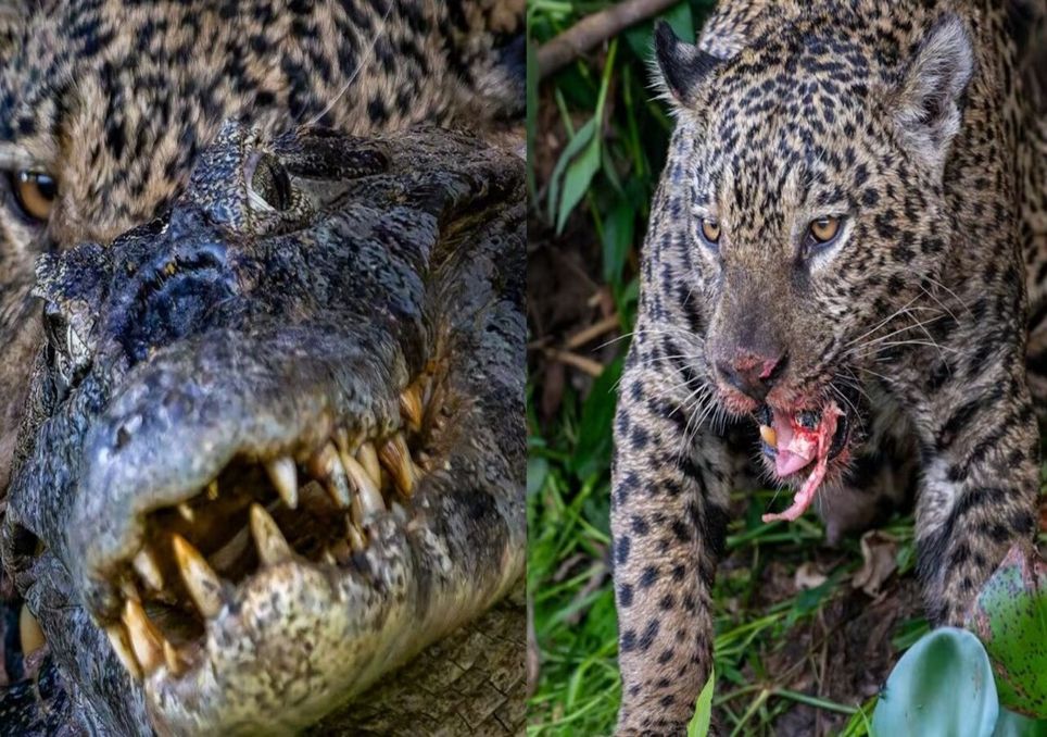 Fotógrafo capta a natureza em sua forma mais selvagem.