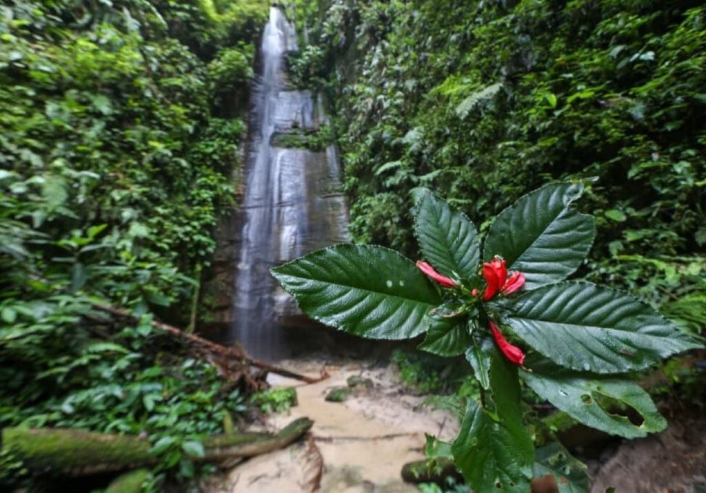Parque Nacional da Serra do Divisor (foto) possui uma das maiores biodiversidades da Amazônia. Foto: Marcos Vicentti/Secom Parque Nacional da Serra do Divisor (foto) possui uma das maiores biodiversidades da Amazônia. Foto: Marcos Vicentti/Secom