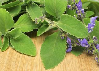 Conheça 8 plantas medicinais para ter em casa e os seus benefícios para a saúde