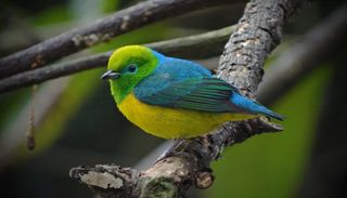 Conhe&ccedil;a a bandeirinha, ave verde e amarelo que ajuda a regenerar florestas brasileiras