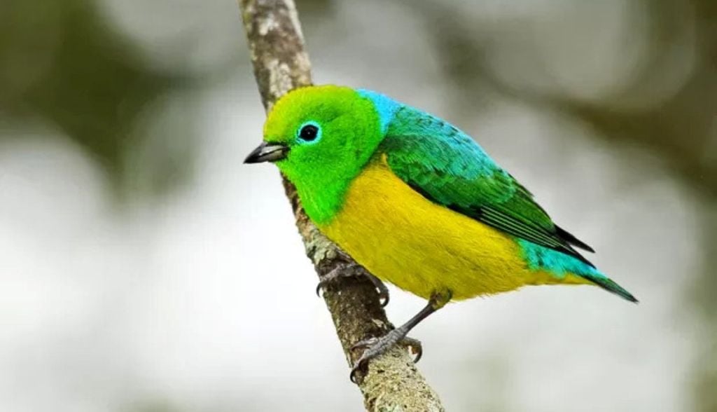 Ave que chama atenção pelas cores vivas tem assobio melodioso descendente e canto fraco. Alimenta-se de frutas, folhas e néctar. A ave chama atenção pelas cores vivas, o assobio melodioso e descendente. Alimenta-se de frutas, folhas e néctar. Crédito: Rudimar Narciso Cipriani
