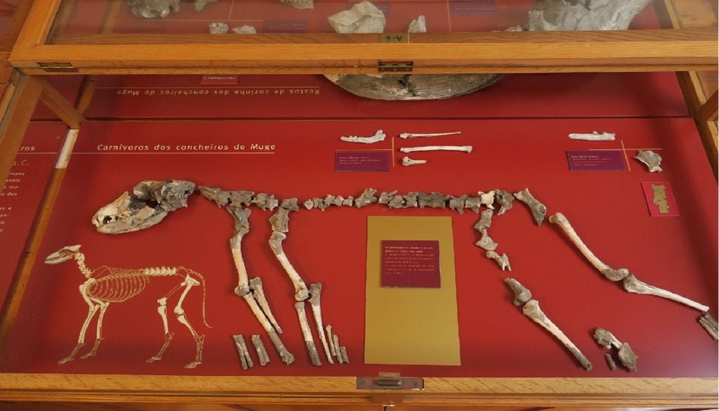 As ossadas do Cão de Muge, esquecidas durante 120 anos, estão hoje entre o espólio mais valioso do Museu de Geologia Geológico, em Lisboa. Imagem: Laboratório Nacional de Energia e Geologia (LNEG)