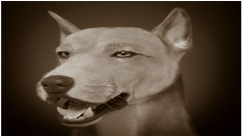 Imagem do modelo 3D do cão Muge colorida em tons de sépia por falta de informação genética sobre a textura e cor da sua pelagem. Imagem: Cícero Moraes, CC BY-SA 4.0, Applied Sciences