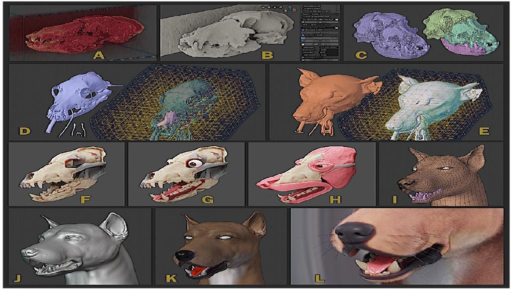 Uma equipa luso-brasileira fez uma reconstrução facial do Cão de Muge, dando-nos uma ideia aproximada de como poderá ter sido o animal doméstico português mais antigo. Imagem: Cícero Moraes, CC BY-SA 4.0, Applied Sciences