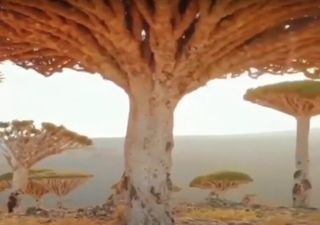 Découvrez le dragonnier de Socotra, l'étonnant arbre sang du dragon !