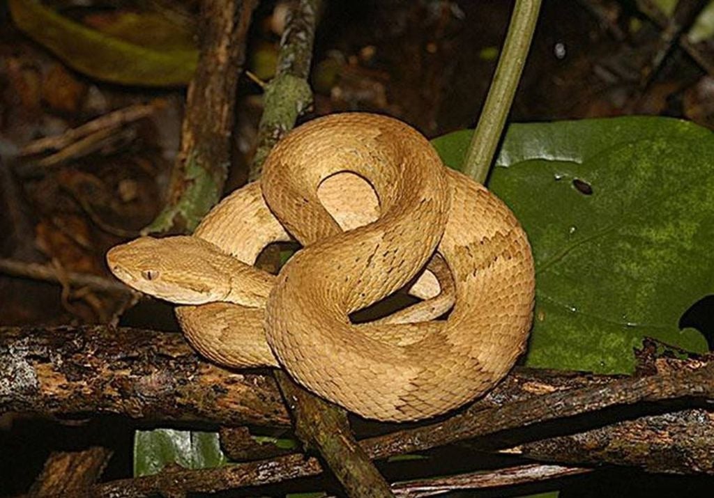 jararaca-ilhoa