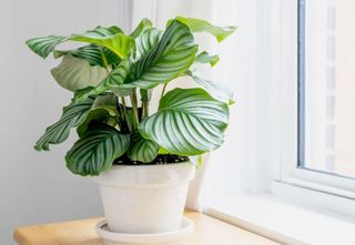 Conheça a planta tropical que promete conquistar os lares em 2025