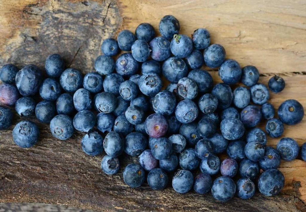 mirtilos (blueberry) mirtilos (blueberry)