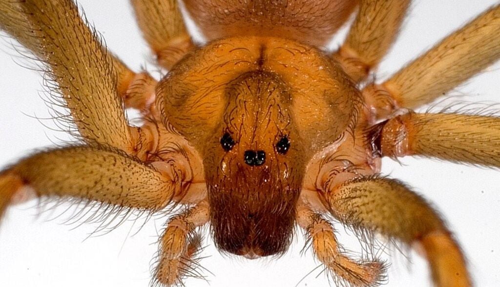 A aranha-marrom tem três pares de olhos – o que a distingue de outras espécies de aranhas domésticas. A aranha-marrom tem três pares de olhos – o que a distingue de outras espécies de aranhas domésticas. Crédito: Johnathan Coddignton