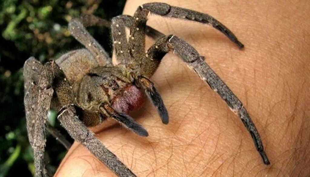 A aranha-armadeira ou aranha-bananeira é grande em relação às outras aranhas venenosas, pode chegar a 4,8 cm, e é muito presente em países da América do Sul, como Brasil, Paraguai, Uruguai e norte da Argentina. A aranha-armadeira ou aranha-bananeira é grande em relação às outras aranhas venenosas, pode chegar a 4,8 cm, e é muito presente em países da América do Sul, como Brasil, Paraguai, Uruguai e norte da Argentina. Crédito: João P. Burini