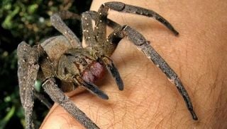 Descubre cinco de las ara&ntilde;as m&aacute;s peligrosas del mundo y los efectos de su veneno