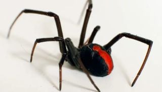Conhe&ccedil;a cinco das aranhas mais perigosas do mundo e os efeitos de seus venenos