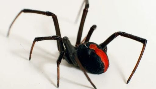 Conhe&ccedil;a cinco das aranhas mais perigosas do mundo e os efeitos de seus venenos