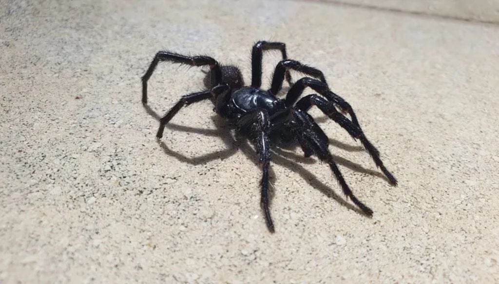 Considerada uma das aranhas mais venenosas e mortais do mundo, a aranha-teia-de-funil (Atrax robustus) é nativa da Austrália e só é encontrada por lá. Considerada uma das aranhas mais venenosas e mortais do mundo, a aranha-teia-de-funil (Atrax robustus) é nativa da Austrália e só é encontrada por lá. Crédito: Andrew Orme