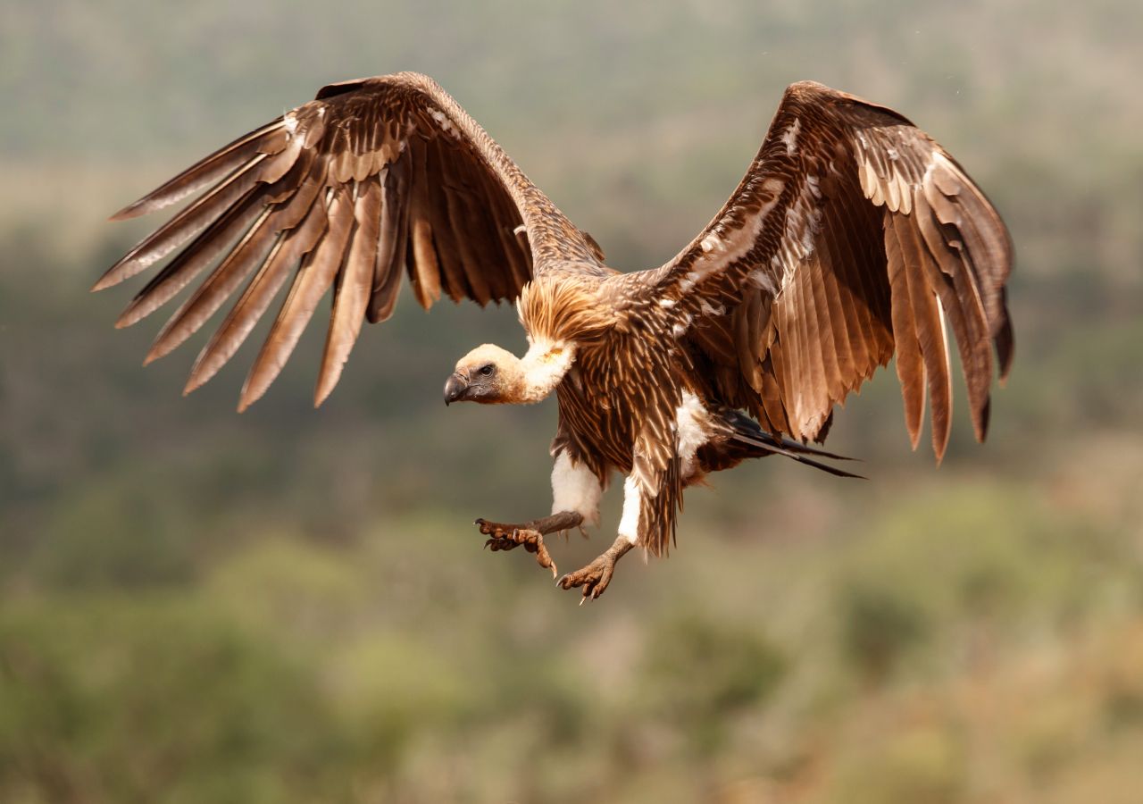 Conoce a Harpagornis, el águila más grande que jamás haya existido!